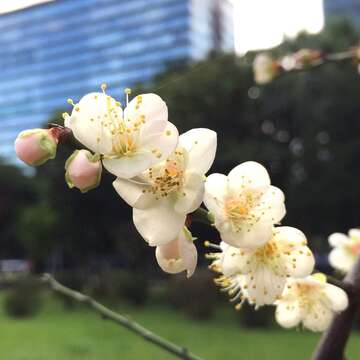 梅花經常三蕾齊開，並有五枚花瓣，擁有越冷花越開的特性
