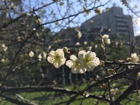 良辰梅景在公園  榮星民生賞寒梅