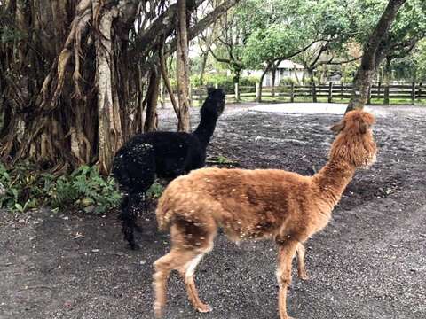 羊駝「麥克（後）」和「安妮（前）」（游琬鈺攝）
