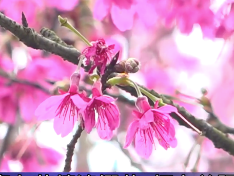 .每年2月中旬，櫻花開滿整個花鐘周邊，每個角度都是網美取景