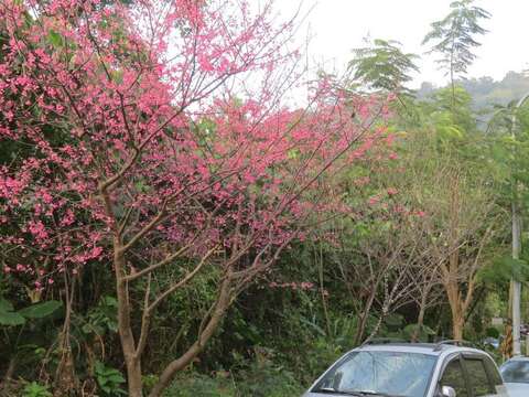 中社路2段近雙溪國小山櫻花