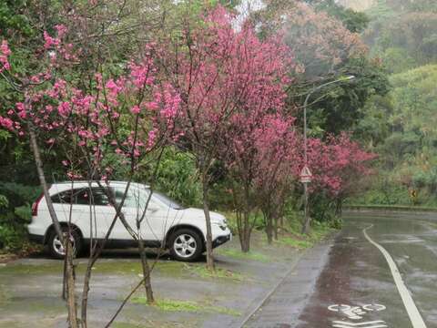 中社路2段「雙溪站二」山櫻花