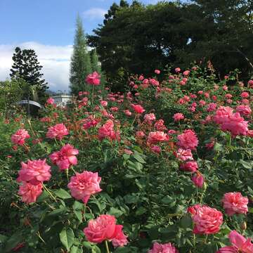 花博走春 新生公園賞花 今年一定發