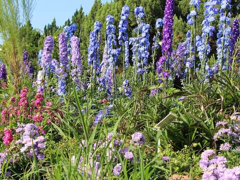 花博走春 新生公園賞花 今年一定發