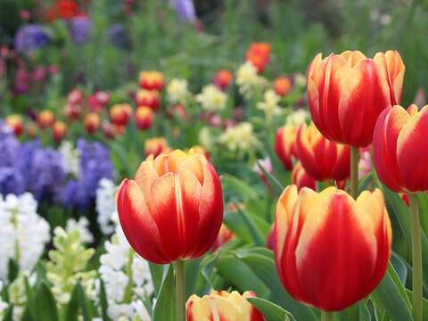 花博走春 新生公園賞花 今年一定發