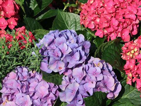 花博走春 新生公園賞花 今年一定發