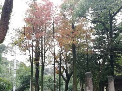 走春好去處 港湖樂遊賞松賞楓賞櫻花