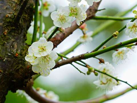 士林官邸の梅の花　寒風に映える清らかな白