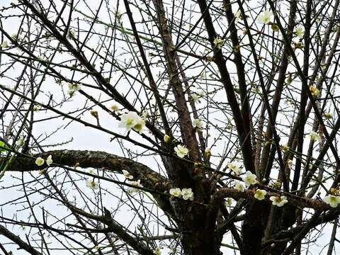 士林官邸の梅の花　寒風に映える清らかな白