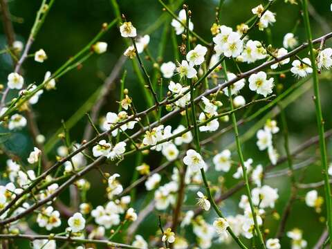 士林官邸の梅の花　寒風に映える清らかな白
