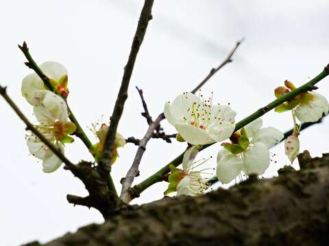 士林官邸の梅の花　寒風に映える清らかな白