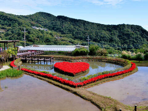 白石湖同心池