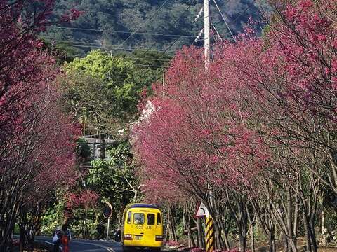 2、3月份復興三路櫻花道，滿開盛況（圖-鍾文萍、楊智仁提供）