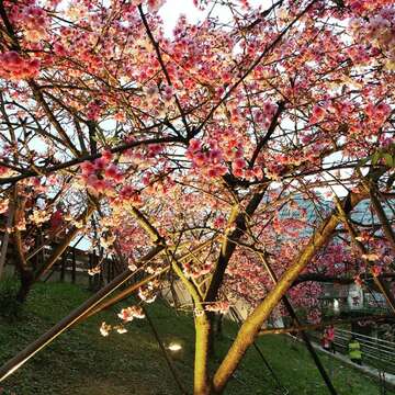 内湖楽活公園のサクラが華やかに登場