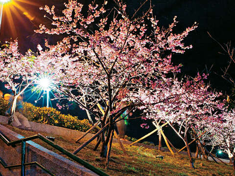 到內湖樂活公園欣賞昭和櫻月下芳姿。