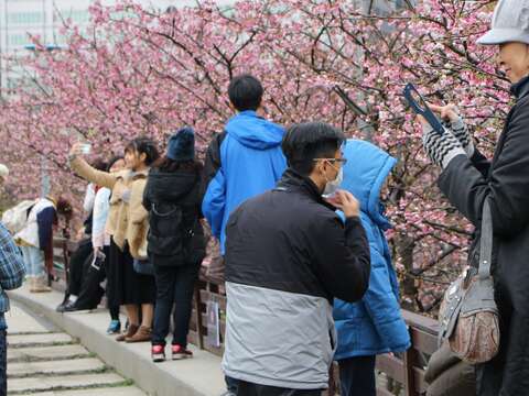 La temporada de los cerezos en flor en el Parque Lohas de Neihu