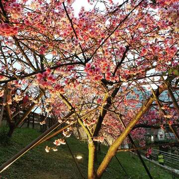 Gemerlap Sakura di Taman Lohas Neihu