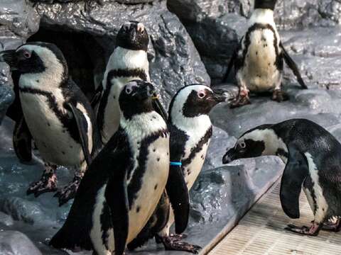 黑腳企鵝到了繁殖季節時，會抖動頭部、尋找喜歡的洞穴