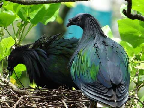 每到繁殖季節，綠簑鴿的公鳥就頻頻以鞠躬的動作向母鳥示愛，追求行動可以持續好幾天