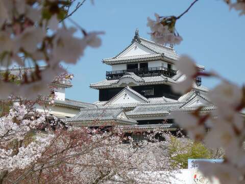 櫻花盛開的松山城美不勝收