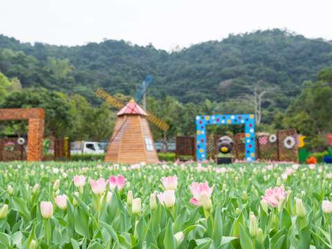 粉色羽狀鬱金香正悄悄綻放美麗的容顏