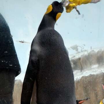 國王企鵝享用冰魚
