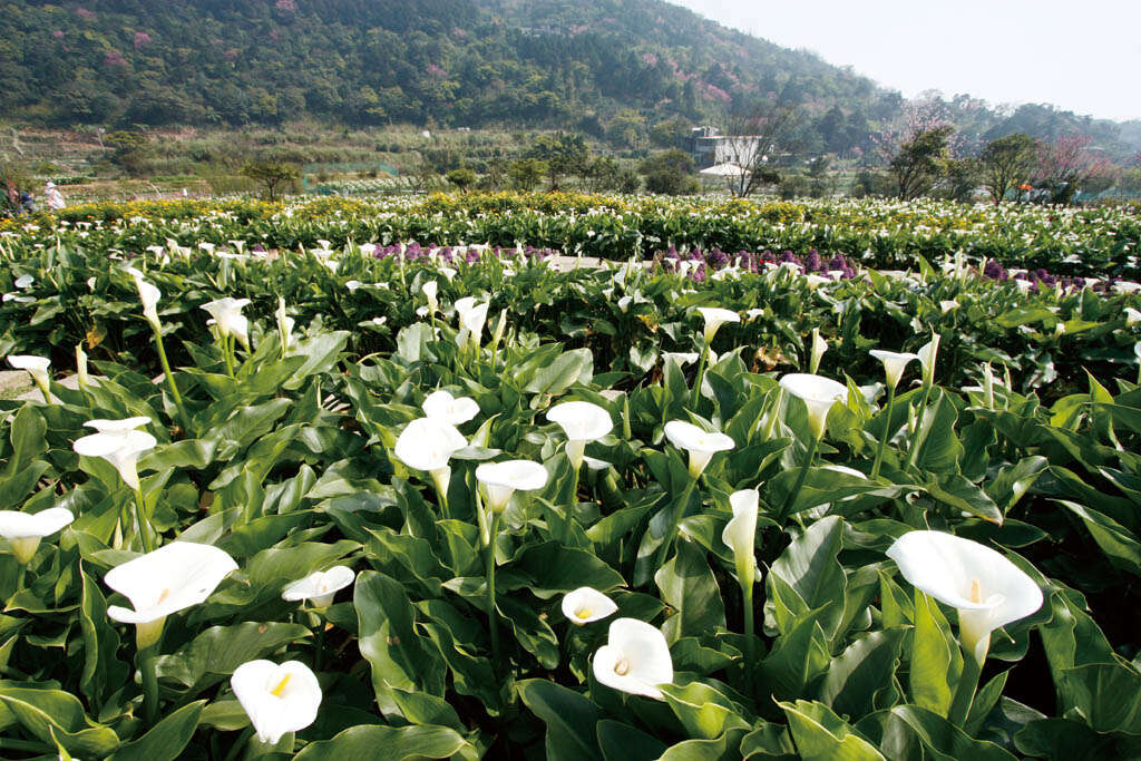 2013竹子湖海芋季