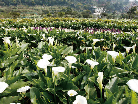 2013竹子湖海芋季