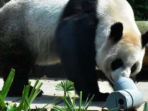 保育員將食物放置在如大桶子、水管、浮球等不同的容器內，讓大貓熊得四處找尋，自己想點辦法才能吃到食物（「圓圓」）