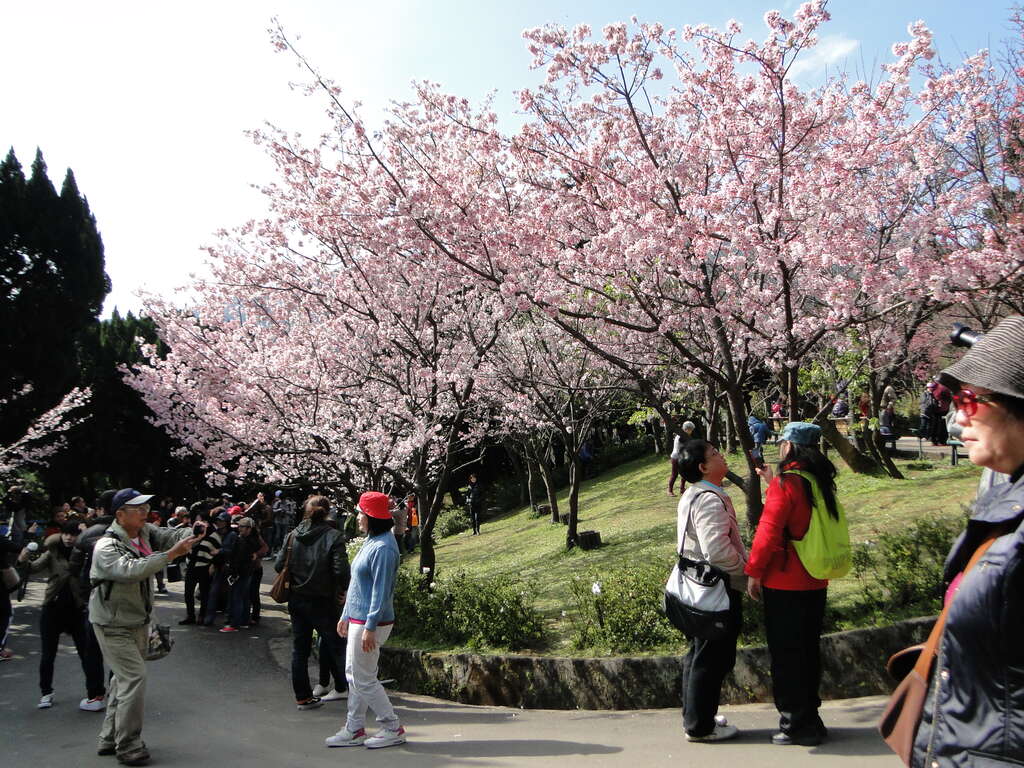2015年陽明山花季