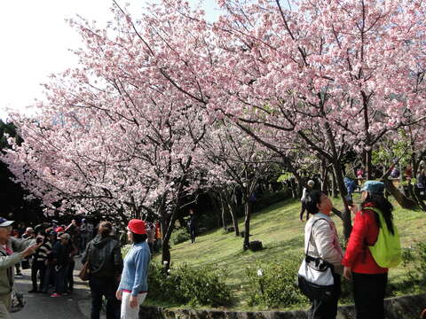 2015年陽明山花季