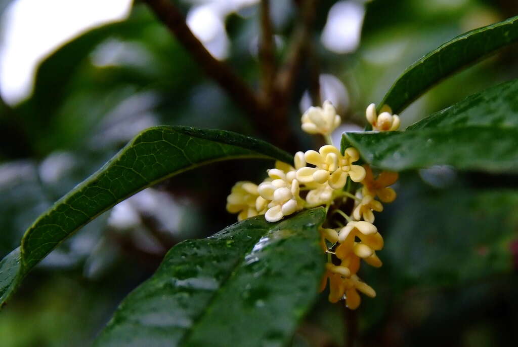 2015南港桂花節-「揪遊南港桂花香 賞茶在地文化濃」