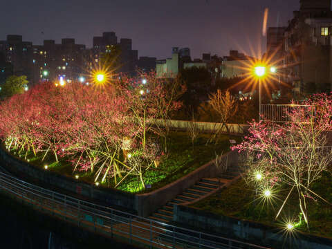 樂活公園八重櫻櫻花