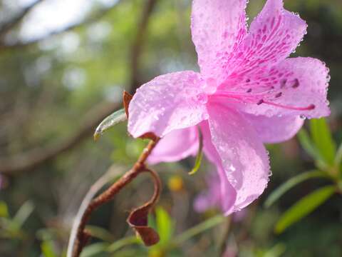 國寶級的「烏來杜鵑」在春季開花，又名台北杜鵑