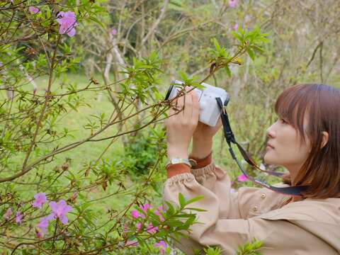 烏來杜鵑在春季開花，灌叢高1至3公尺
