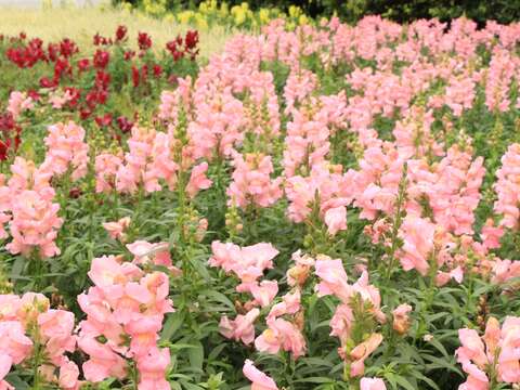 花色繁多、豔麗，花期持久，是優良的觀賞花卉