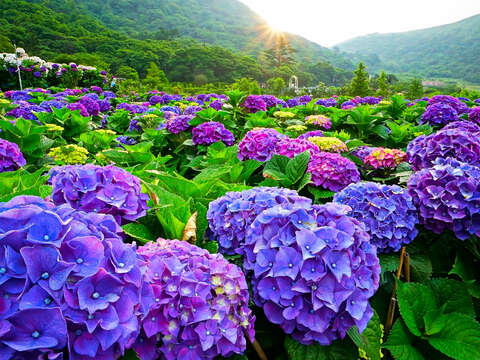 2019 Flowering Taipei