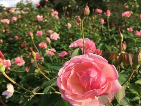 2019 Flowering Taipei