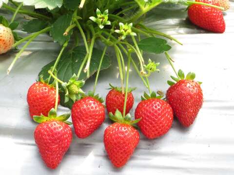 草莓園結果情形