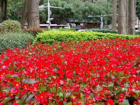 四季草花變化為市容帶來不同美感