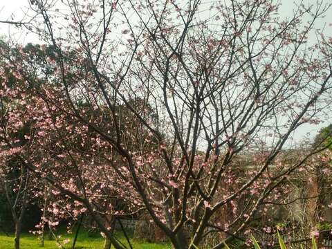 花卉中心內的昭和櫻照片