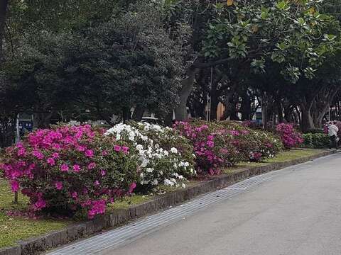 二二八和平公園杜鵑花已陸續綻放