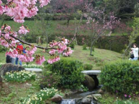 陽明山花季百花盛開美景