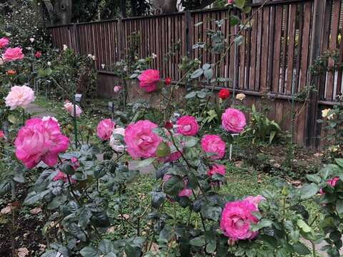花博公園新生園區玫瑰花蓄勢待發