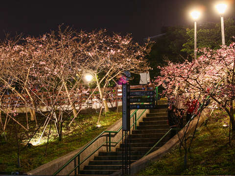樂活夜櫻季越夜越美麗