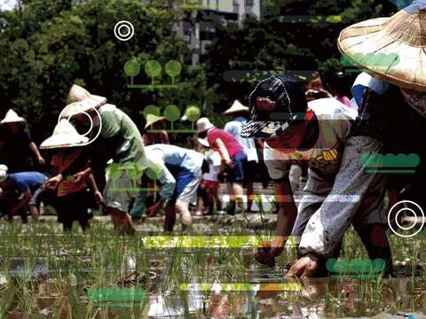 清明前，客家公園蒔早禾 親子共學體驗插秧，從環境向傳統學習