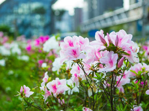 【美好X台北 台北花季】杜鵑、玫瑰市區現芳蹤 (台北畫刊108年3月)