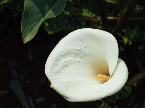 【美好X台北 台北花季】跟著海芋、繡球花上山追花