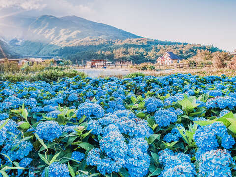 tw.carina-蔡宇臻-陽明山繡球花海