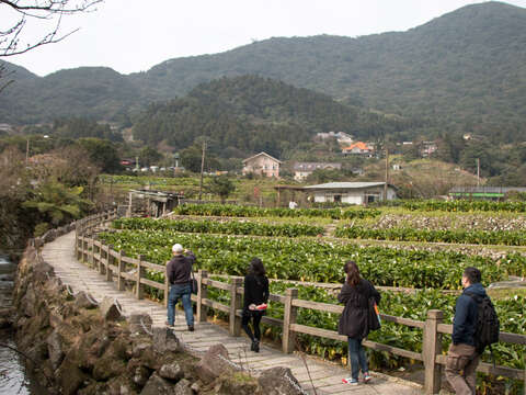 竹子湖步道